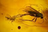 Three Fossil Flies (Diptera) In Baltic Amber #150761-1